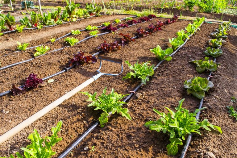 How Modern Irrigation Techniques Boost Yield and Reduce Water Waste